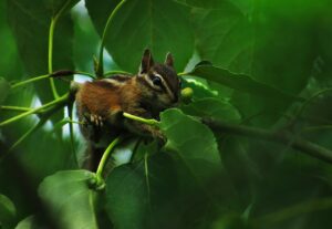 chipmunk, rodent, animal-7326483.jpg